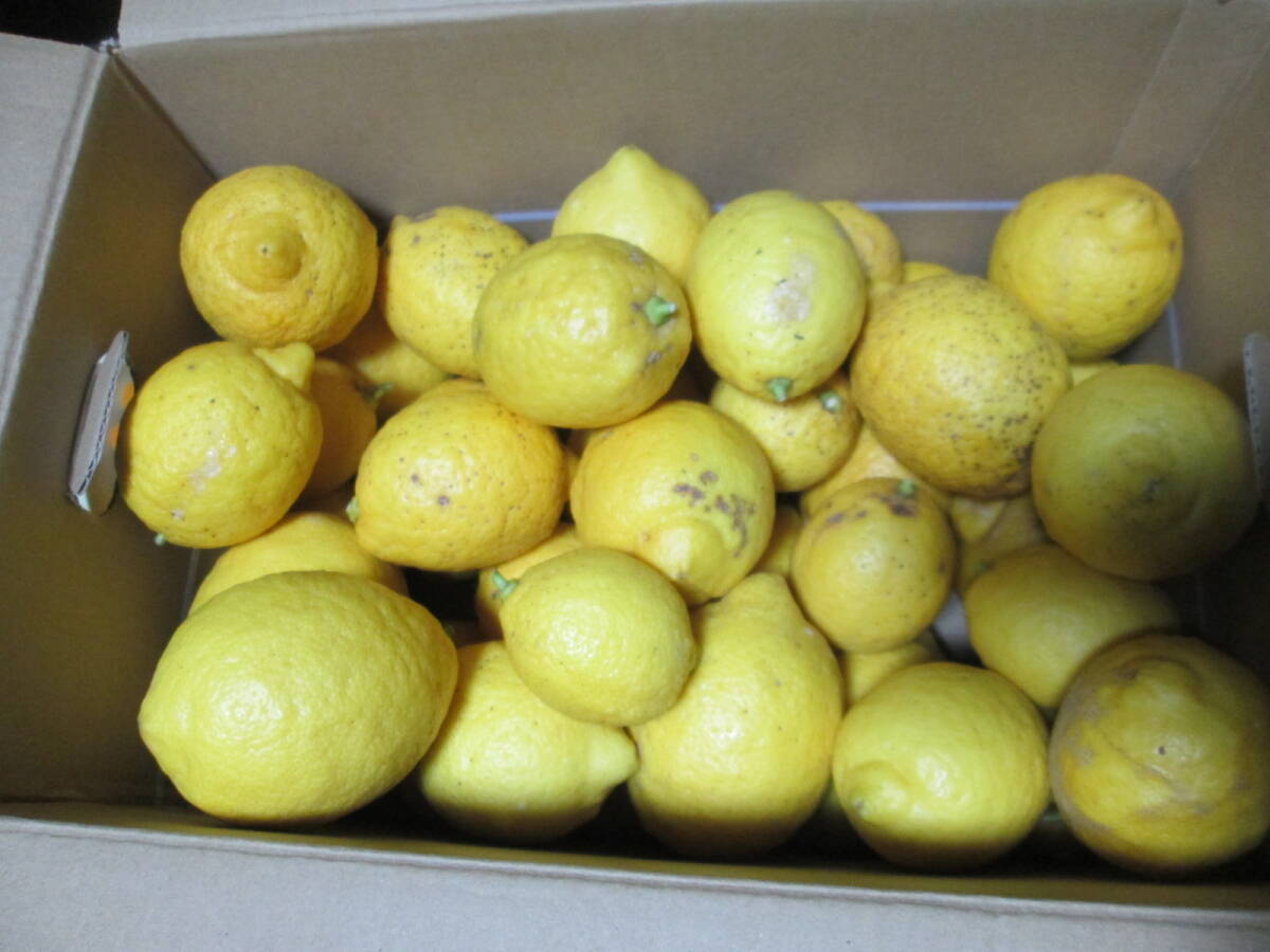 &lt;Пестицид -свободный&gt; wakayama lemon около 4 кг