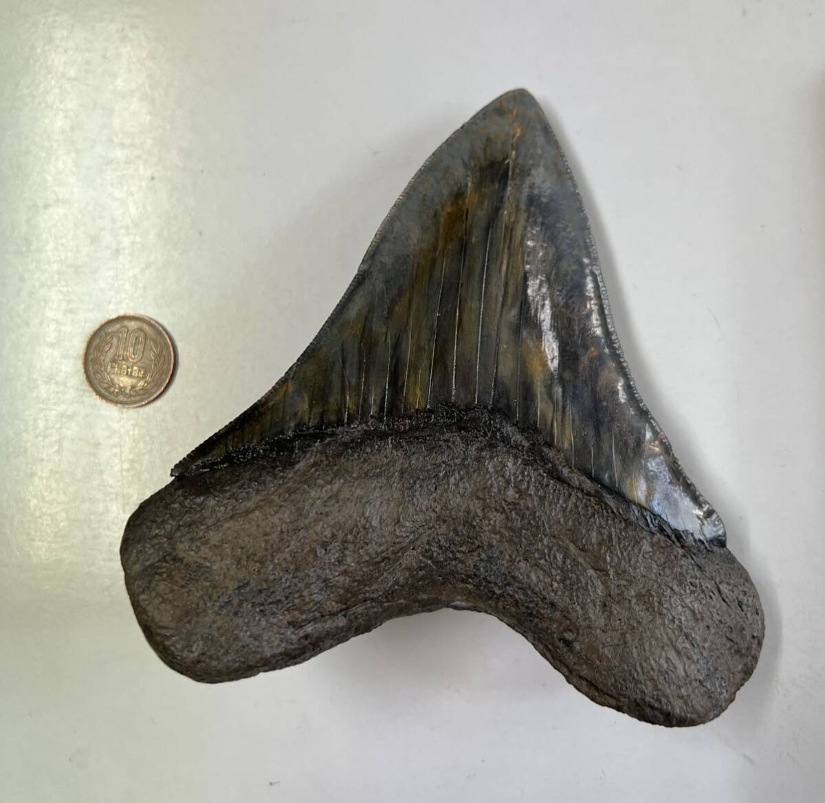 karu Caro Don *me Garo Don tooth fossil fossil genuine article Carcharodon megalodon