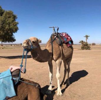 本物 レア品 サハラ砂漠の砂 約15g モロッコ メルズーガ サンド 観賞 コレクション 2020年1月採取の画像5