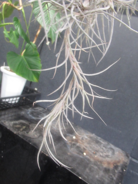 ＫＮ １円！ ティランジア ウスネオイデス ⅹ バンデンシス（TILLANDSIA hybrid USNEOIDES X BANDENSIS）   0.8Ｍ以下の画像3