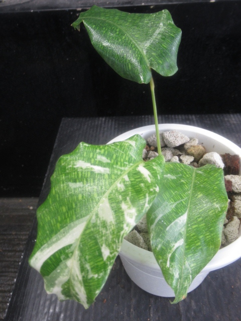 ＫＮ カラテア(トラフヒメバショウ属） ムサイカ ‘バリエゲイテッド‘（CALATHEA MUSAICA `VARIEGATED`）   0.8Ｍ以下の画像1