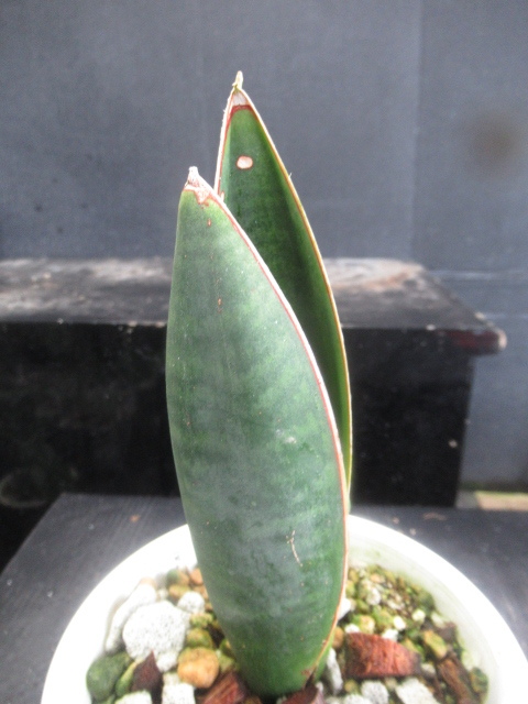 ＫＮ　サンスベリア(チトセラン属）　フォースカオリアナ（SANSEVIERIA FORSKAOLIANA）　　　　0.8Ｍ以下_画像6