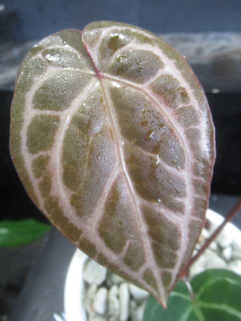 ＫＮ アンスリューム(ベニウチワ属） ‘レッドクリスタリナム‘ NSE（ANTHURIUM `RED CRYSTALLINUM` NSE）    0.8Ｍ以下の画像3