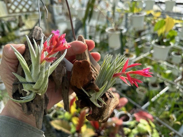 ＫＮ １円！ ティランジア ブラキフィラ（TILLANDSIA BRACHYPHYLLA）    0.8Ｍ以下の画像1