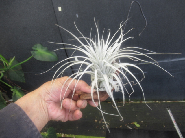 ＫＮ １円！ ブラジル山採り ティランジア チャペウエンシス（TILLANDSIA CHAPEUENSIS）    0.8Ｍ以下の画像5