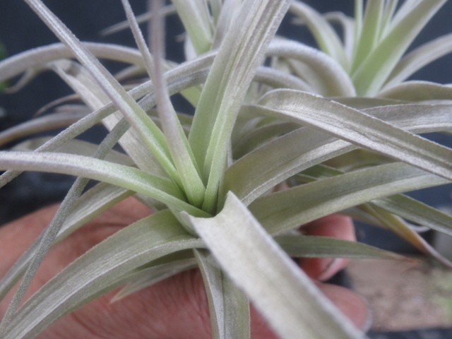 KNti Ran ji I kisioites* голубой a рубин no*(TILLANDSIA IXIOIDES `BLUE ALBINO`) 0.8M и меньше 