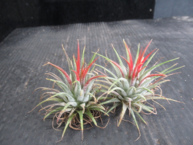 ＫＮ １円！ ２株セット ティランジア イオナンタ 変種 イオナンタ（TILLANDSIA IONANTHA var. IONANTHA）   0.8Ｍ以下の画像1