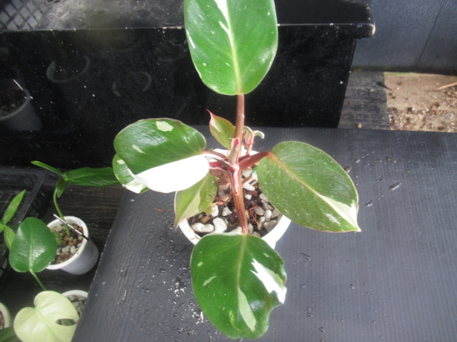 ＫＮ フィロデンドロン ‘ホワイトプリンス（ホワイトナイト）（PHILODENDRON `WHITE PRINCE（NIGHT）`）     0.8Ｍ以下の画像5