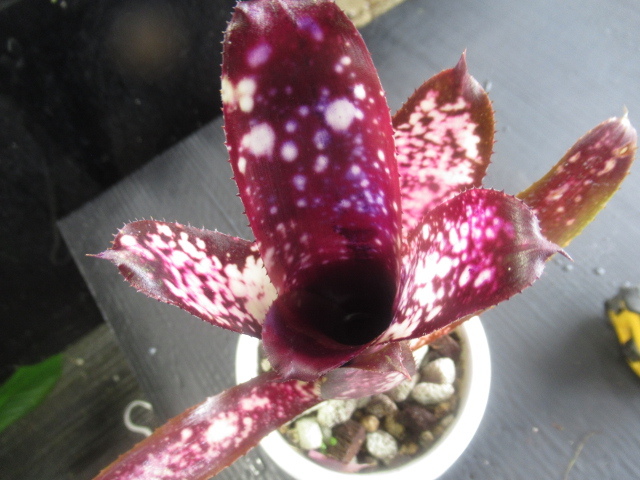 ＫＮ １円！ ビルベルギア(ツツアナナス属） ハイブリッド ‘ハレルヤ‘（BILLBERGIA hybrid `HALLELUJAH`）  0.8Ｍ以下の画像5