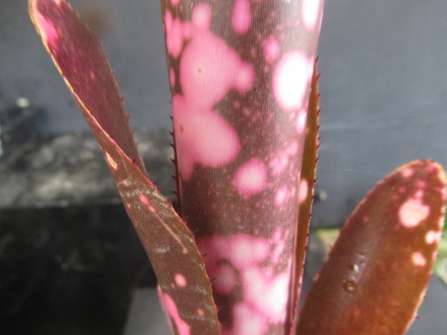 ＫＮ ビルベルギア ‘インセンディアリーデライト‘（BILLBERGIA hybrid `INCENDIARY DELIGHT`）    0.8Ｍ以下の画像8