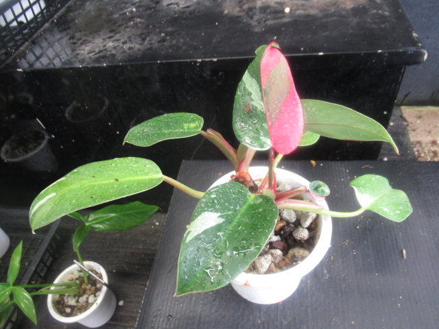 ＫＮ　１円！　フィロデンドロン　エルベッセンス　‘ホワイトプリンセス‘（PHILODENDRON ERUBESCENS `WHITE PRINCESS`）　　　0.8Ｍ以下_画像2