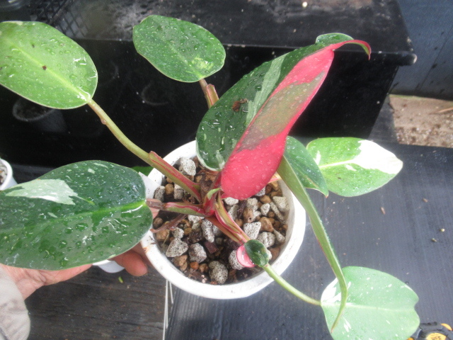 ＫＮ　１円！　フィロデンドロン　エルベッセンス　‘ホワイトプリンセス‘（PHILODENDRON ERUBESCENS `WHITE PRINCESS`）　　　0.8Ｍ以下_画像3