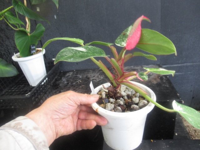 ＫＮ　１円！　フィロデンドロン　エルベッセンス　‘ホワイトプリンセス‘（PHILODENDRON ERUBESCENS `WHITE PRINCESS`）　　　0.8Ｍ以下_画像5