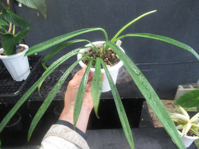 ＫＮ　フィロデンドロン　アルテルナンス（PHILODENDRON ALTERNANS）　　　0.8Ｍ以下_画像6