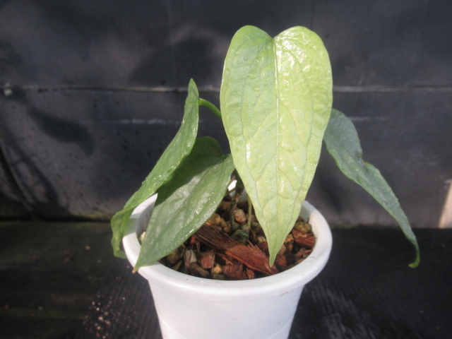 ＫＮ アンスリューム(ベニウチワ属） ｓｐ． ‘リモン‘（ANTHURIUM sp. `LIMON`）    0.8Ｍ以下の画像1