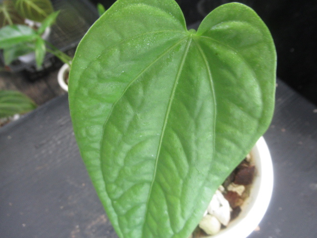 ＫＮ アンスリューム(ベニウチワ属） ｓｐ． ‘リモン‘（ANTHURIUM sp. `LIMON`）    0.8Ｍ以下の画像4