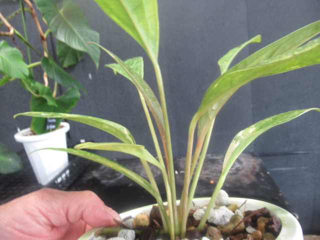 ＫＮ アンスリューム(ベニウチワ属） ジェンマニー ‘バリエゲイテッド‘（ANTHURIUM JENMANII `variegated`）  0.8Ｍ以下の画像6