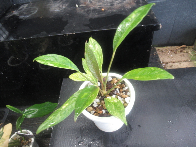 ＫＮ アンスリューム(ベニウチワ属） ジェンマニー ‘バリエゲイテッド‘（ANTHURIUM JENMANII `variegated`）  0.8Ｍ以下の画像1