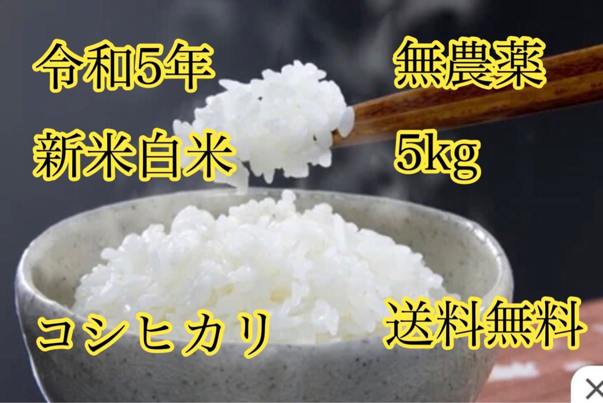 令和5年度産 新米白米コシヒカリ5kg  