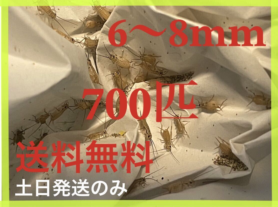 ヨーロッパイエコオロギサイズ　6〜8mm 700匹+死着保証20%です※土日のみ発送※_画像1