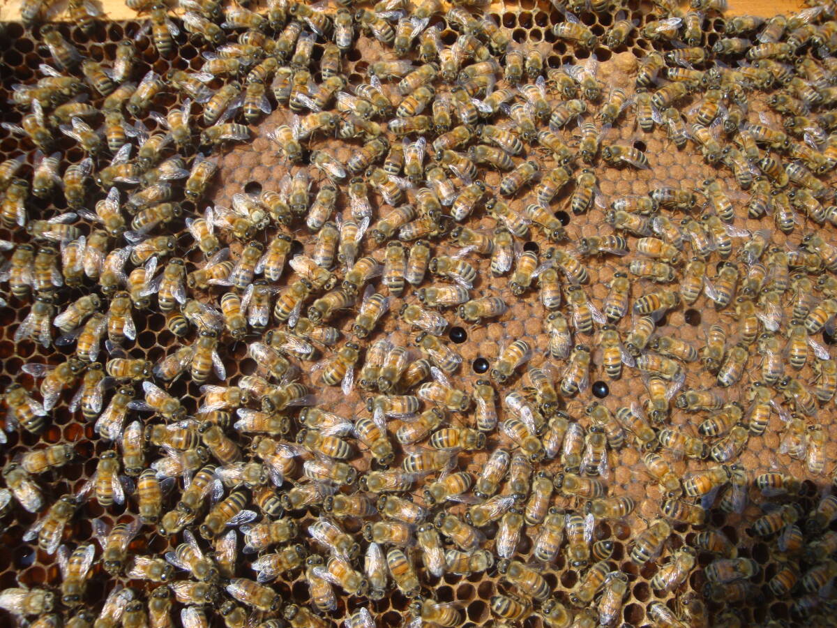 西洋蜜蜂越冬明け群１０枚箱 (№１)の画像3