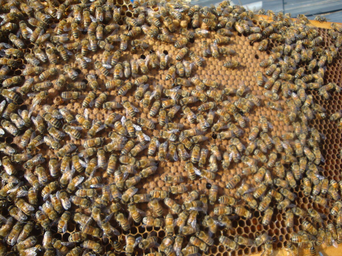 西洋蜜蜂越冬明け群１０枚箱 (№１)の画像4