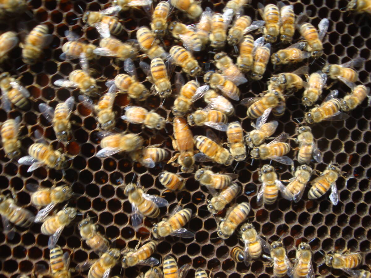 西洋蜜蜂越冬明け群7枚箱 (№3)の画像2
