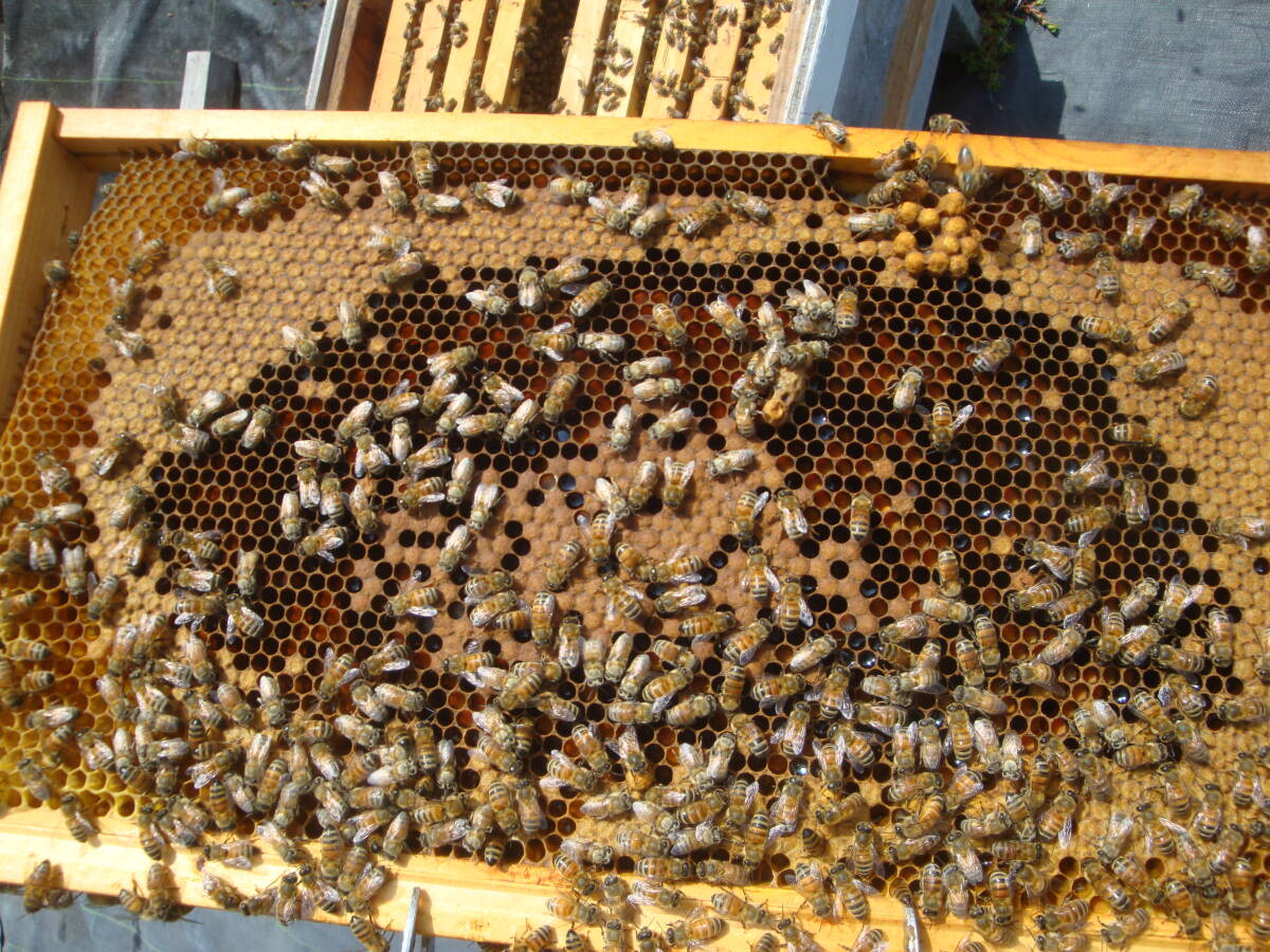 西洋蜜蜂越冬明け群7枚箱 (№3)の画像8