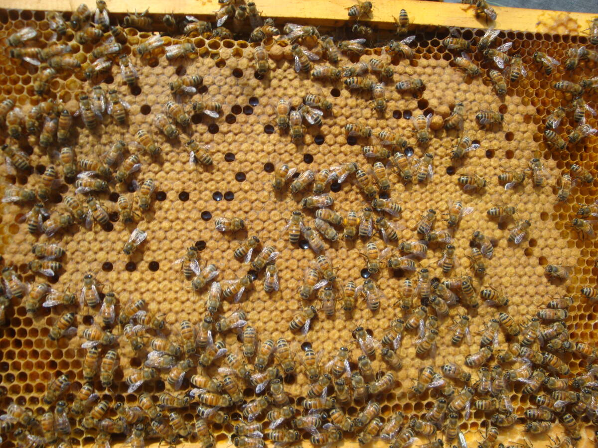 西洋蜜蜂越冬明け群7枚箱 (№3)の画像3