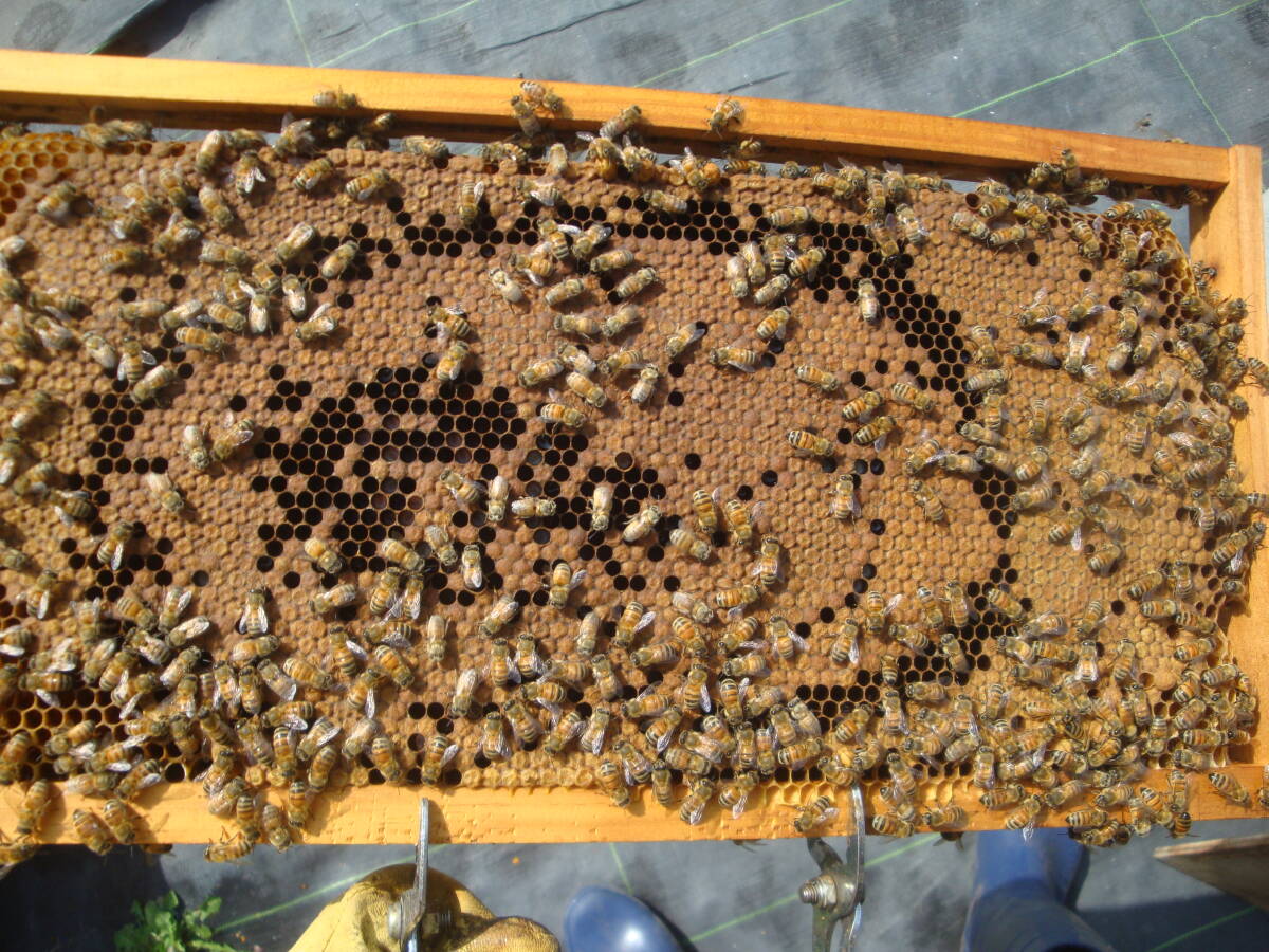 西洋蜜蜂越冬明け群7枚箱 (№3)の画像9