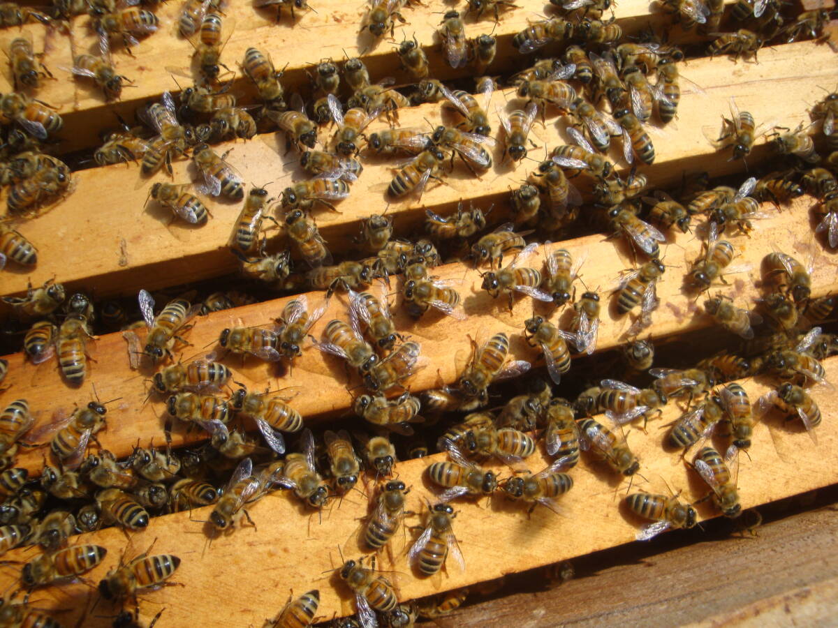 西洋蜜蜂越冬明け群7枚箱 (№3)の画像5