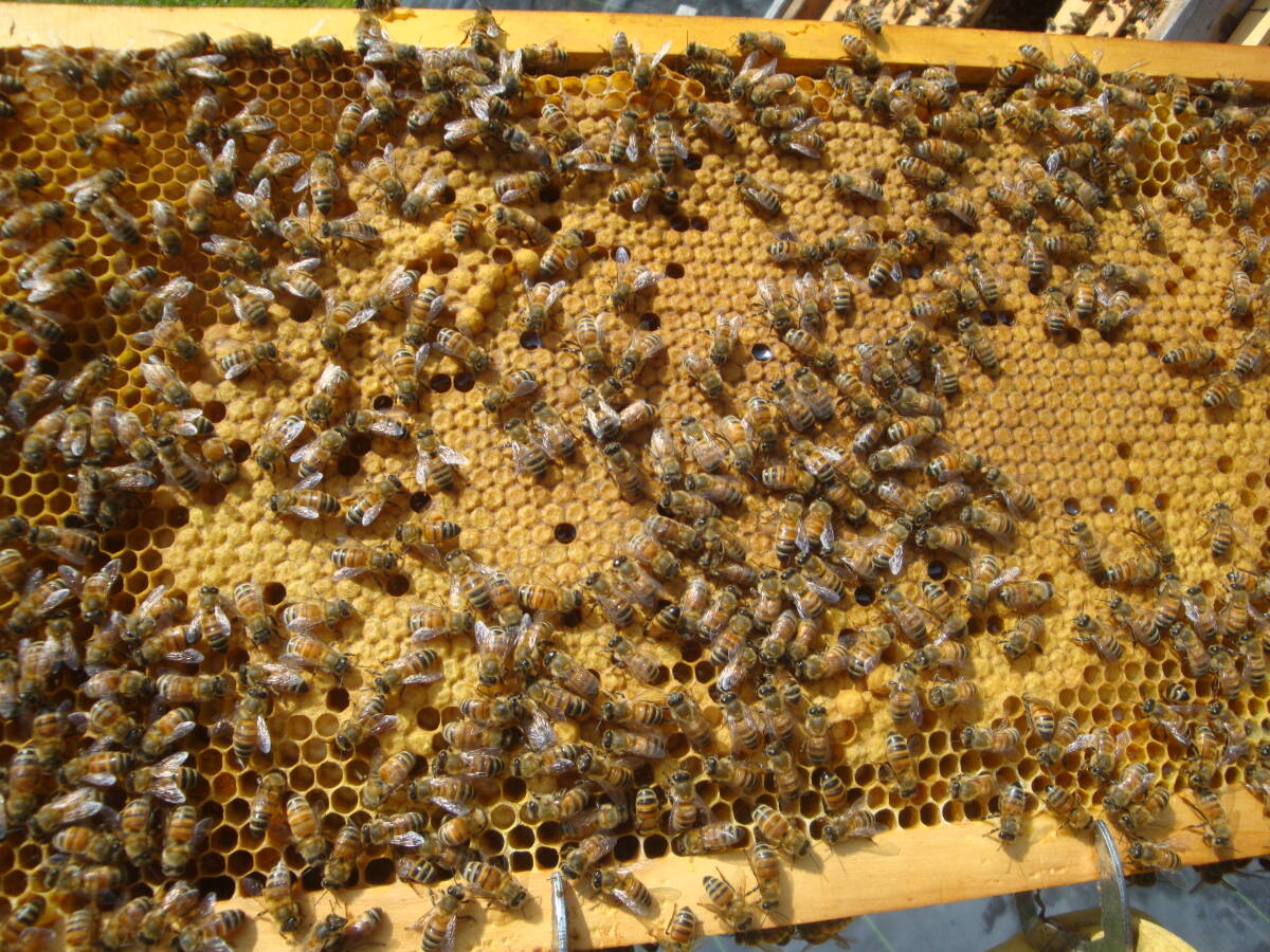 西洋蜜蜂越冬明け群7枚箱 (№3)の画像4