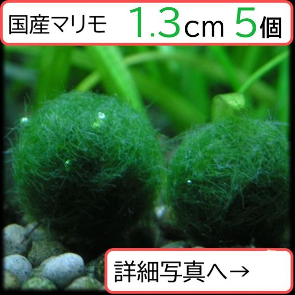 【国産まりも1.3cm×5】混泳可能 ヤマトヌマエビ クロメダカ 熱帯魚 ミナミヌマエビ_画像1