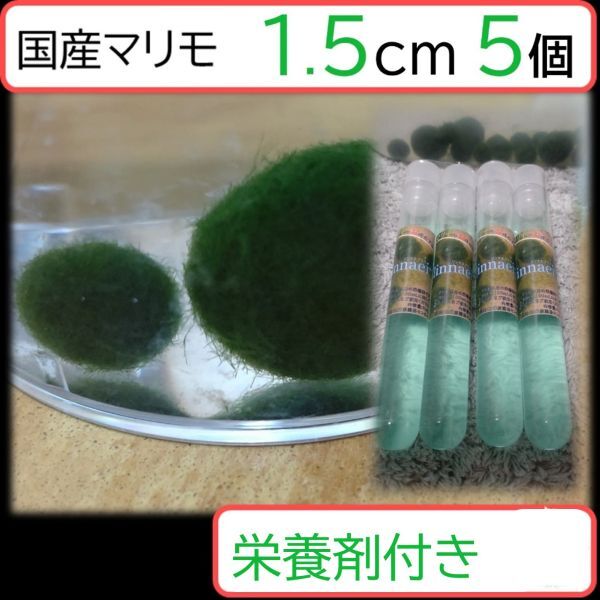 【国産まりも1.5cm×5　+栄養剤】育成について 汽水可能 淡水可能 海水不可 純水不可_画像1