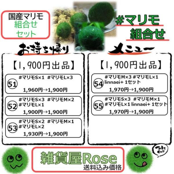 【国産まりも1,900円分】混植可能 中景草 マツモ ブセファランドラsp.カテリナエ_画像2