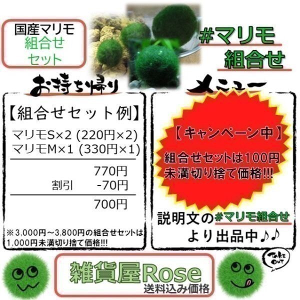 【国産まりも2,000円分】混植可能 後景草 ブセファランドラsp.シャイングリーン２_画像3