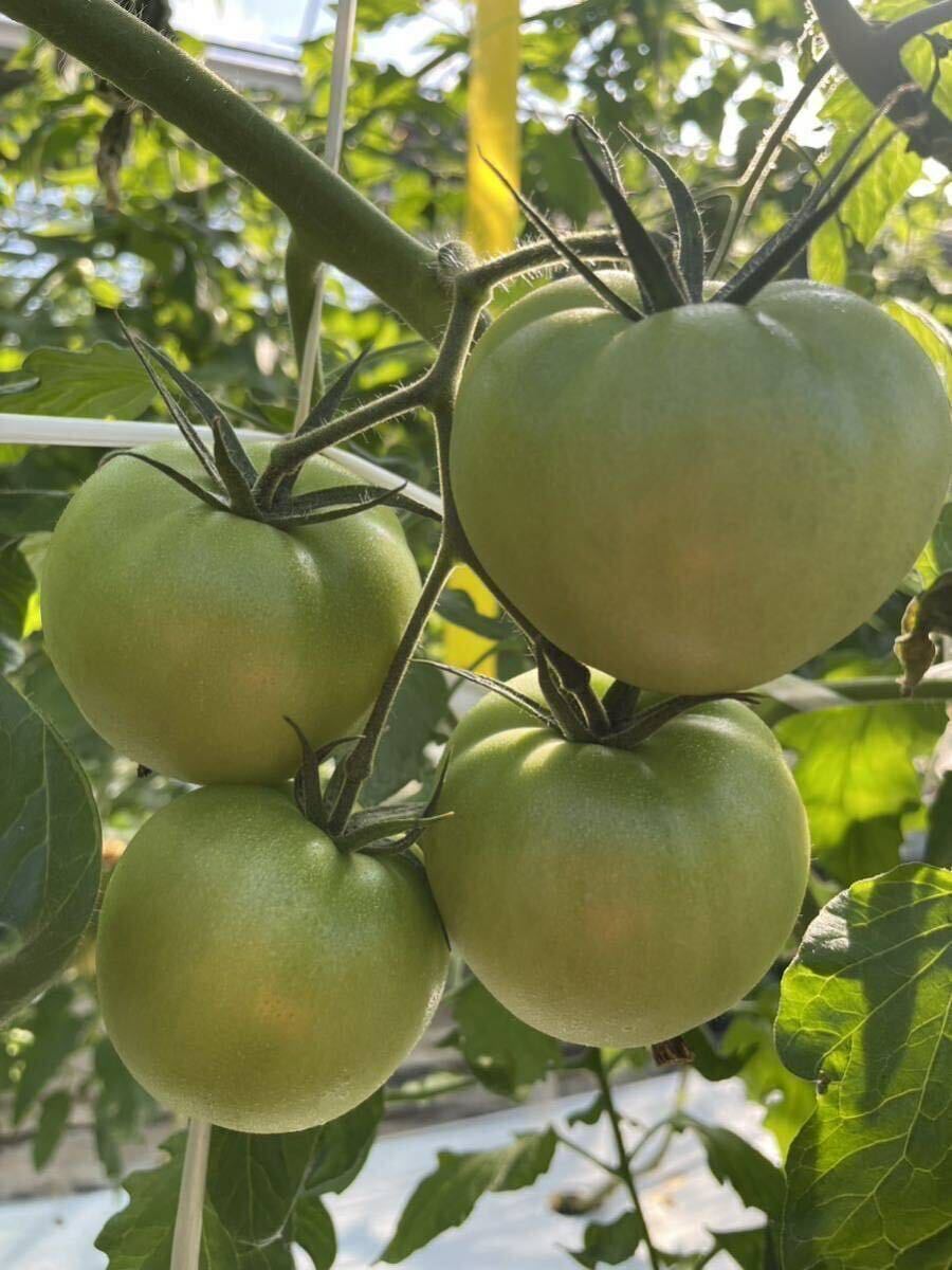 静岡県産 中玉 フルーツトマト　1.2kg 農家直送 産地直送 減農薬栽培_画像2