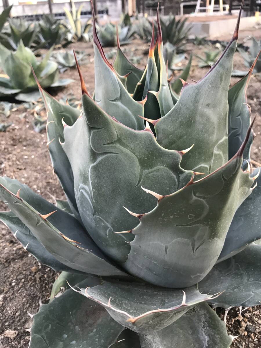  special selection stock!! agave palasana!! middle stock!!