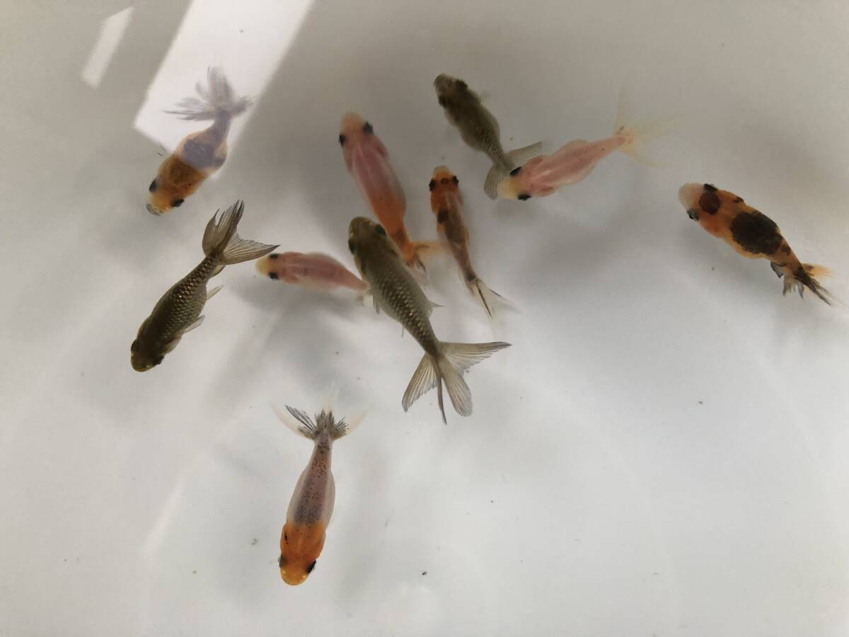 京錦幼魚　10匹【5/7発送指定】_画像1