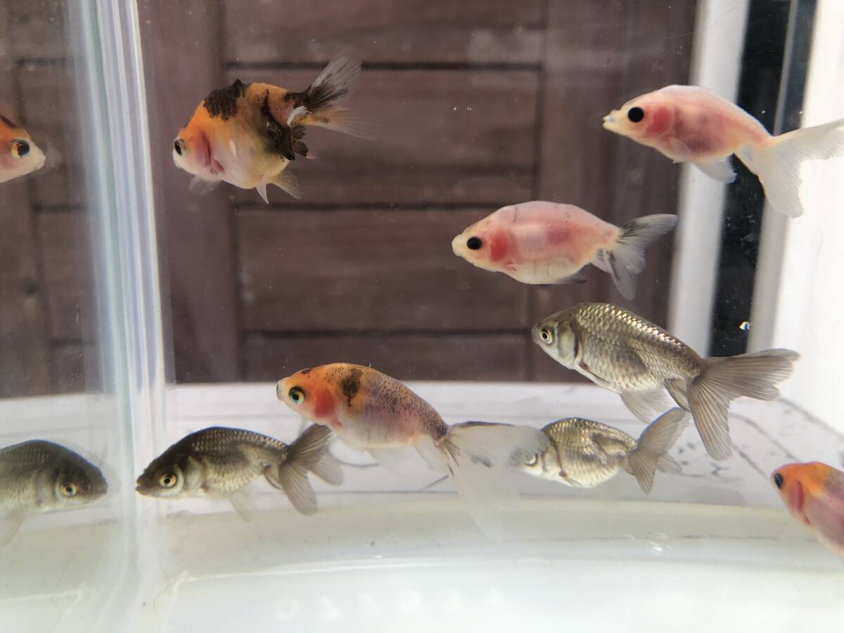 京錦幼魚　10匹【5/7発送指定】_画像5