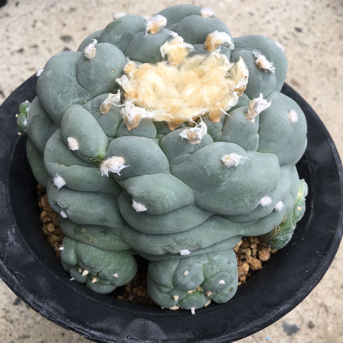 Bibian 比比昂- サボテン大疣銀冠玉自根カキ仔ロホホラ多肉植物 Bibian 比比昂- サボテン大疣銀冠玉自根カキ仔ロホホラ多肉植物