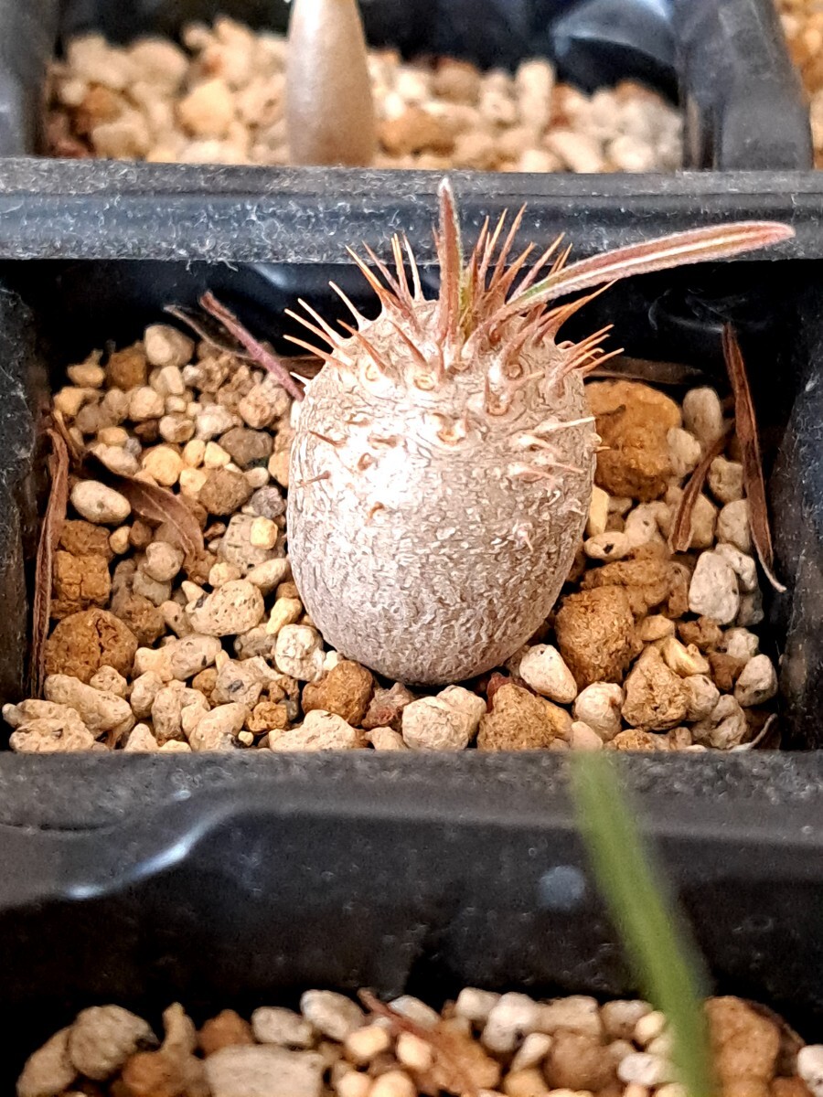 ⑮パキポディウム グラキリス Pachypodium gracilius 実生３年【検】ウィンゾリー マカイエンセ カタフ パキプス アンボンゲンセ 光堂の画像2