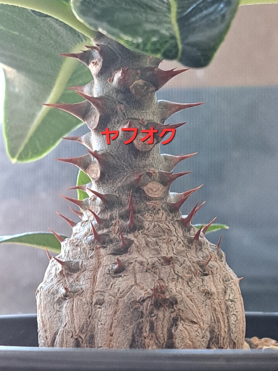 【種子5粒】パキポディウム ウィンゾリー Pachypodium windsorii 5粒 輸入種子 の画像3