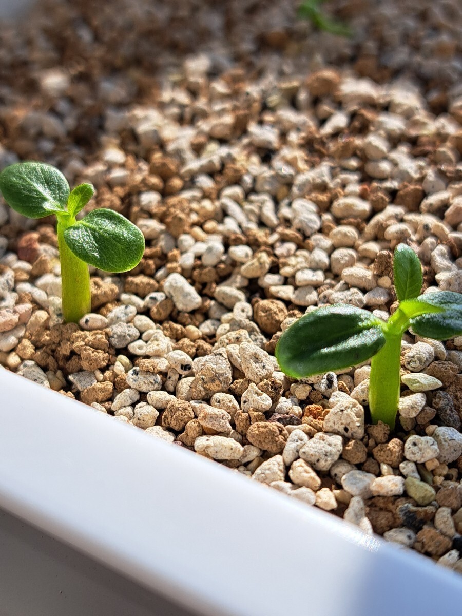 【種子10粒】パキポディウム ウィンゾリー Pachypodium windsorii 10粒 輸入種子 の画像2