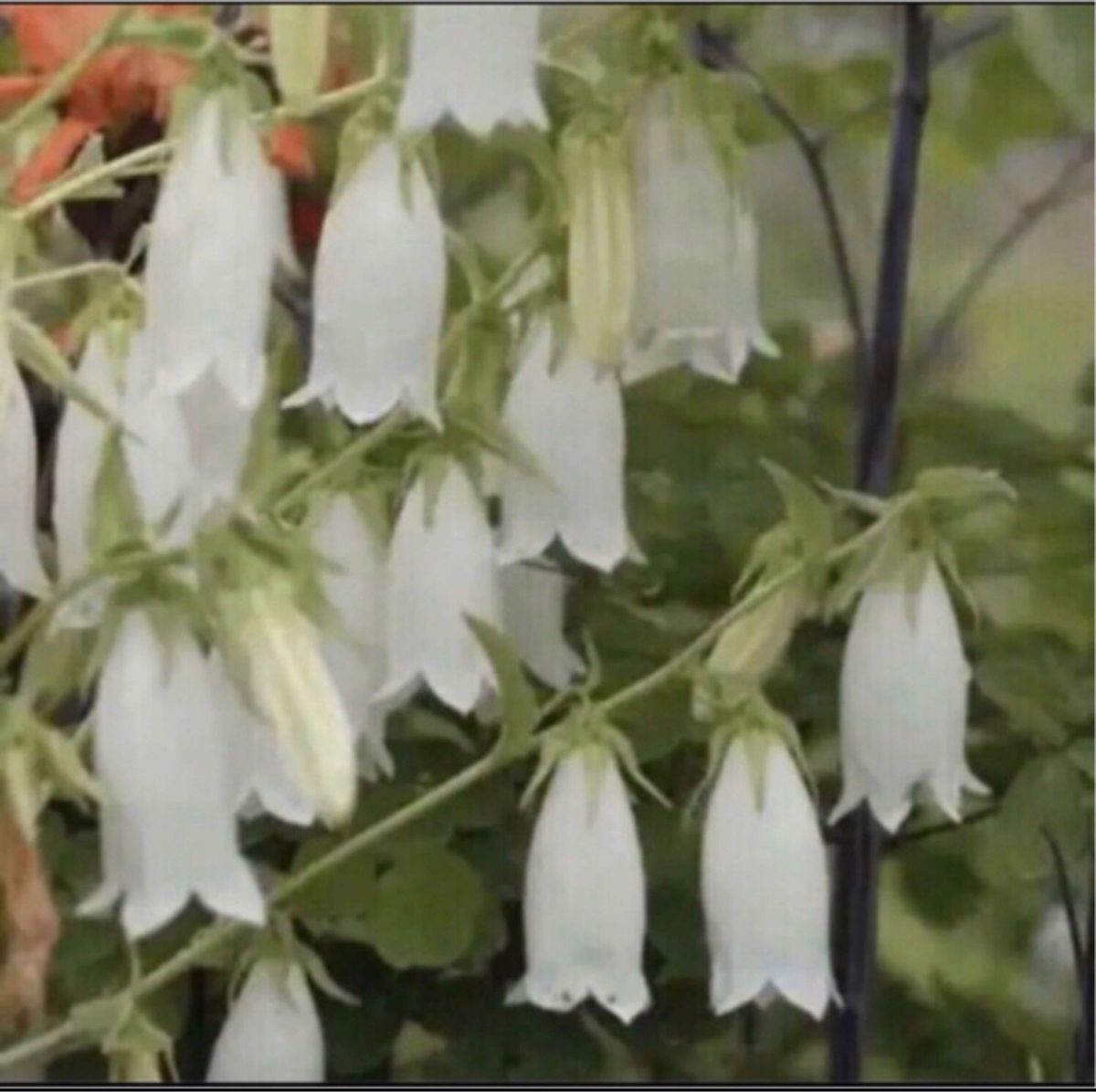 即購入禁止　カンパニュラ　7株　ホタルブクロ 白花　雨降花　宿根草　茶花　山野草