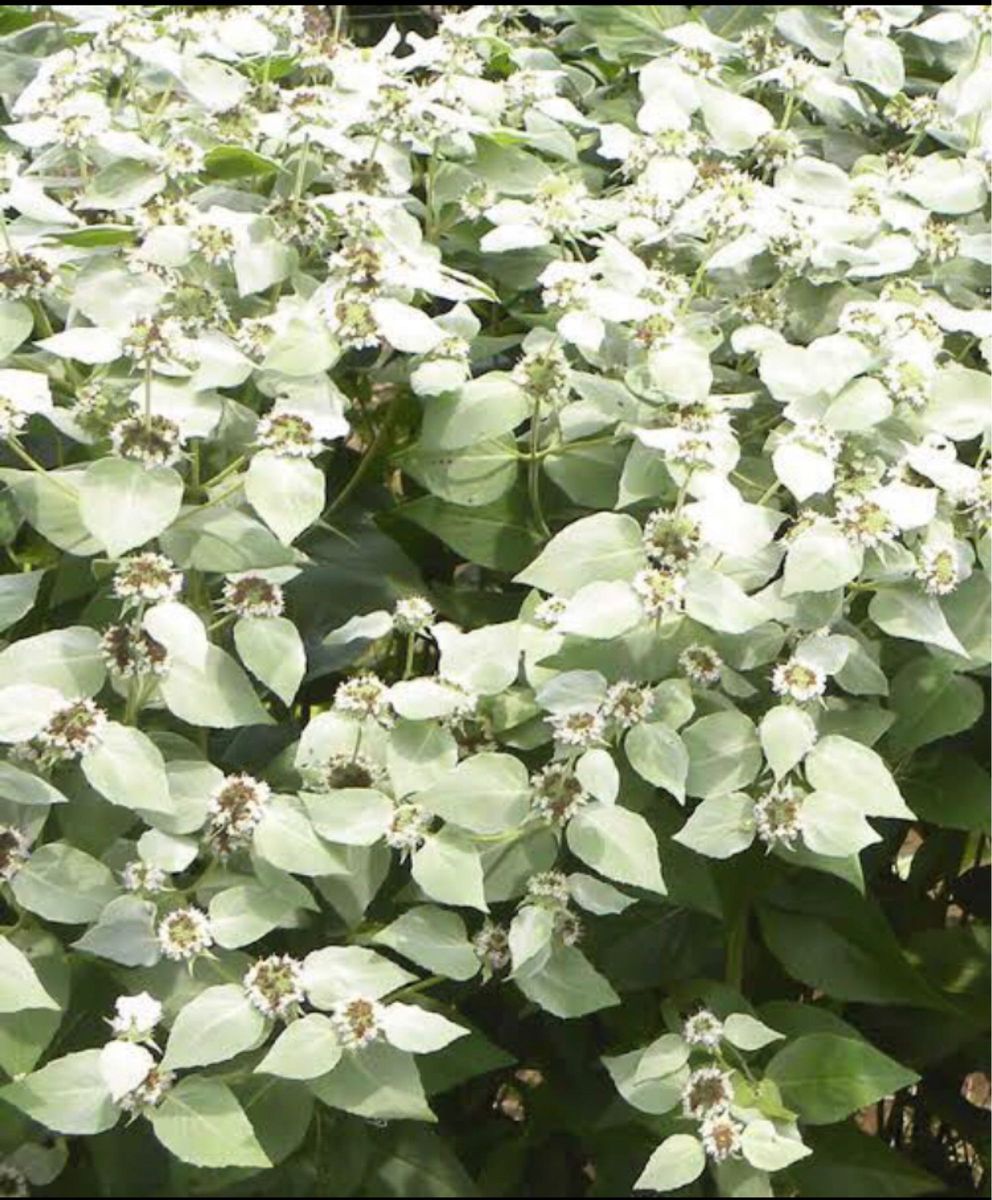 Pycnanthemum　muticum ピクナンセマム　ムティクム　レア植物　良い香りのハーブ　銀葉　ミント　ベルベットの感触