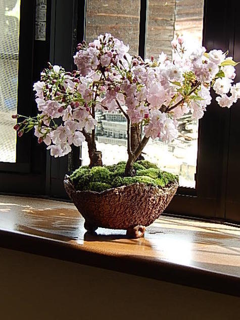 桜盆栽 桜 盆栽 サクラ 観葉植物の画像1