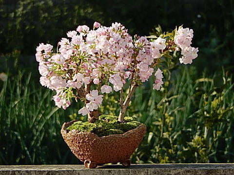 桜盆栽 桜 盆栽 サクラ 観葉植物の画像5