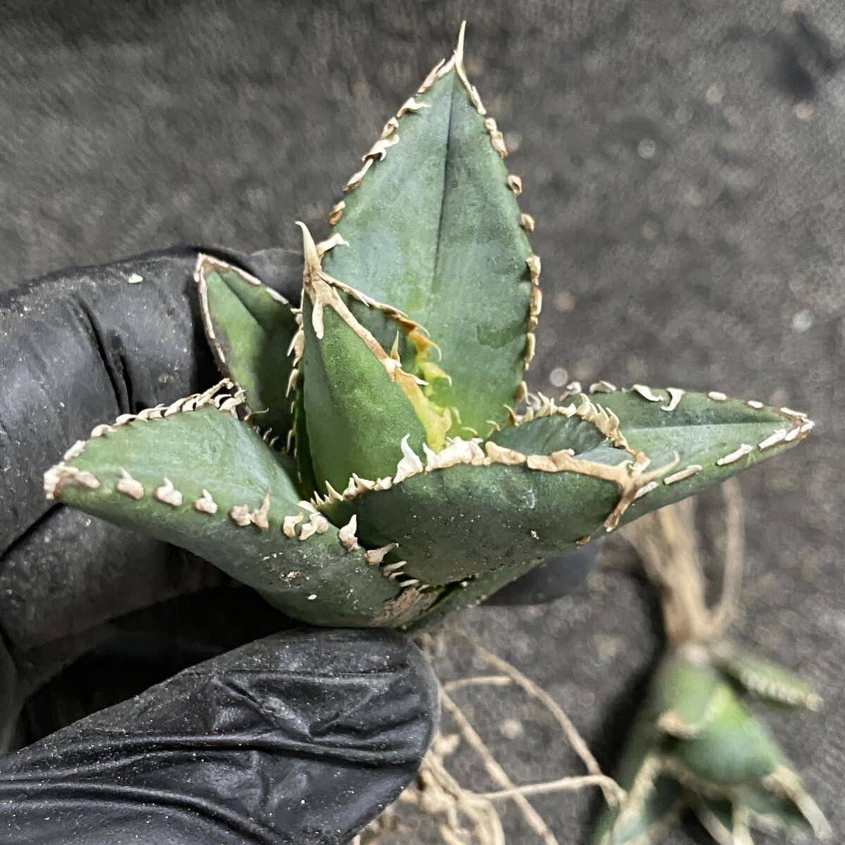 多肉植物 アガベ　チタノタ　狼人 小株 3株同梱 発根済