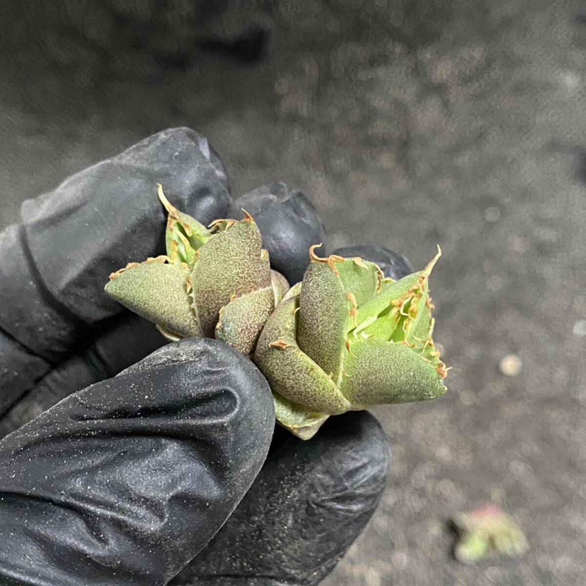 多肉植物アガベ チタノタ フィリグリー 圓葉拇指 子株 5株同梱_画像6